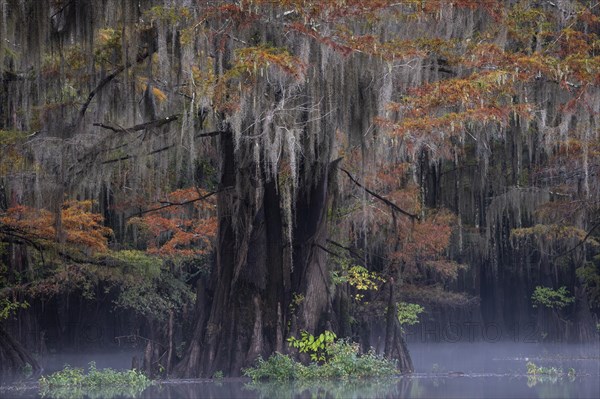 Bald cypresses