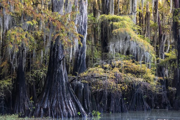 Bald cypresses