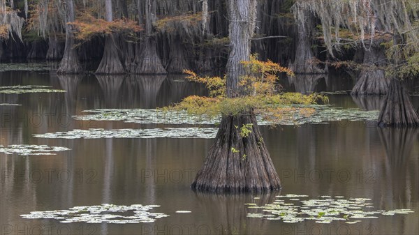 Bald cypresses