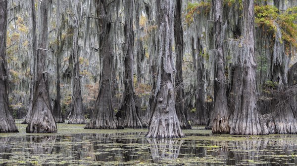 Bald cypresses