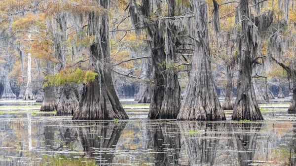 Bald cypresses