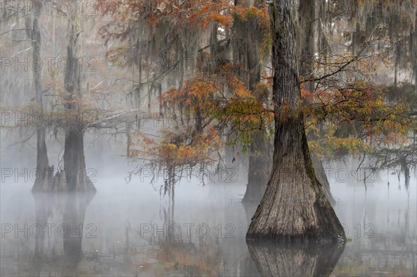 Bald cypresses