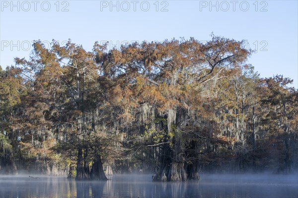 Bald cypresses