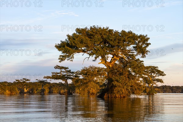 Bald cypresses