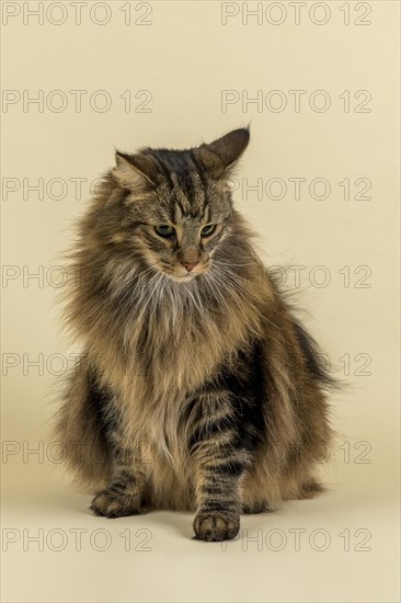 Norwegian Forestcat