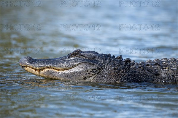 American alligator