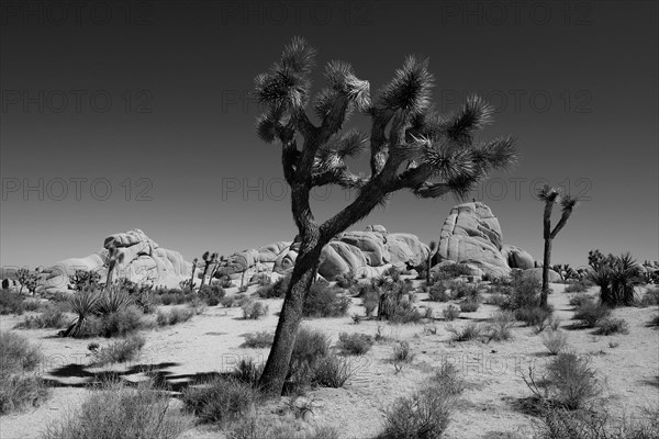 Rocky landscape with Joshua Tree