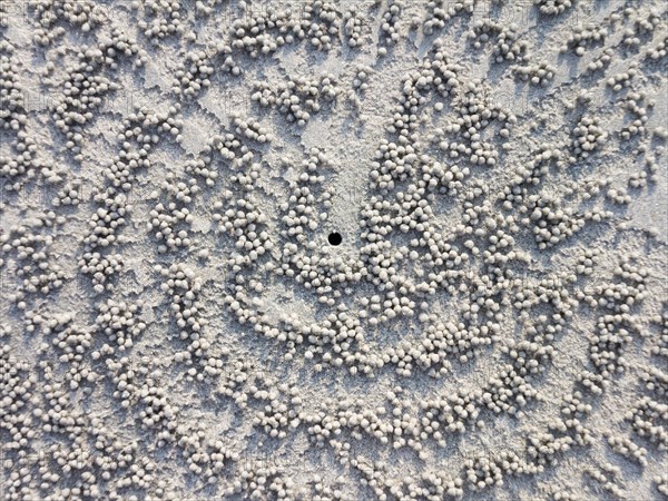 Crab hole in the sand