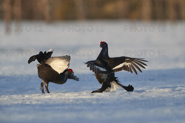 Black Grouse cocks