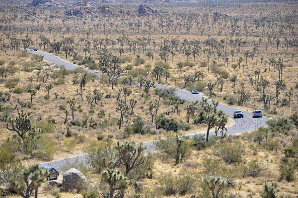 Winding road through landscape with Joshua palm lilies