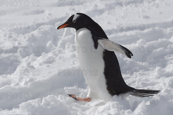 Gentoo penguin