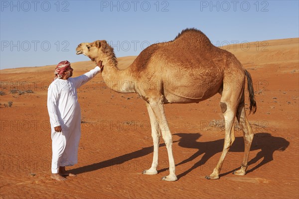 Bedouin in traditional clothing with camel in the sandy desert