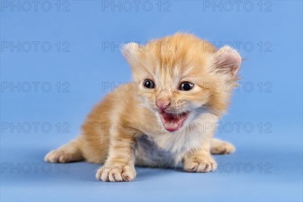 Breedcat American Curl (Felis silvestris catus)