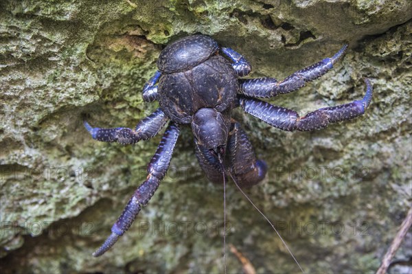 Coconut crab (Birgus latro)