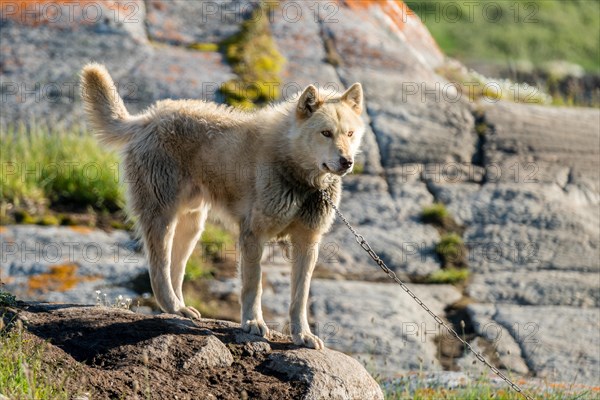 Greenland dog