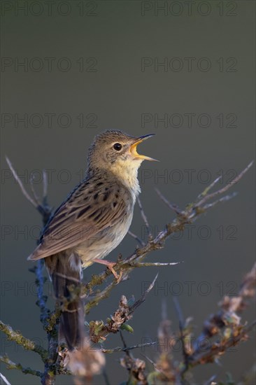 Common Grasshopper Warbler (Locustella naevia)