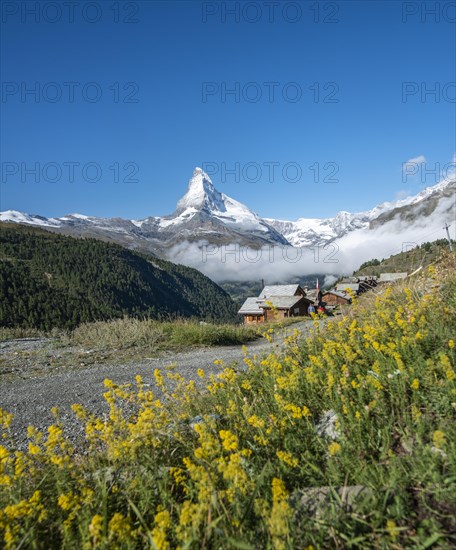 Yellow flowers in bloom in front of snow-covered Matterhorn