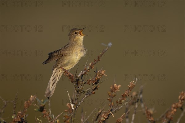 Common Grasshopper Warbler (Locustella naevia)