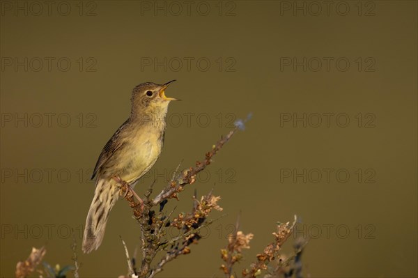 Common Grasshopper Warbler (Locustella naevia)