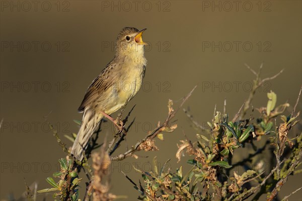 Common Grasshopper Warbler (Locustella naevia)