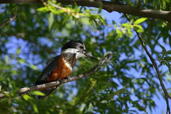 Ringed kingfisher (Megaceryle torquata)