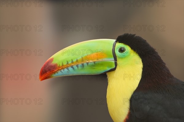 Keel-billed Toucan (Ramphastos sulfuratus)