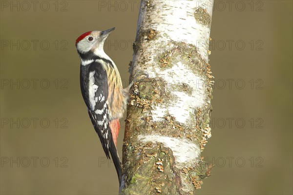 Middle spotted woodpecker (Dendrocopus medius)