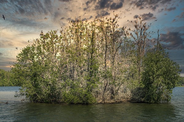 Island Werl with Great cormorant colony (Phalacrocorax carbo)