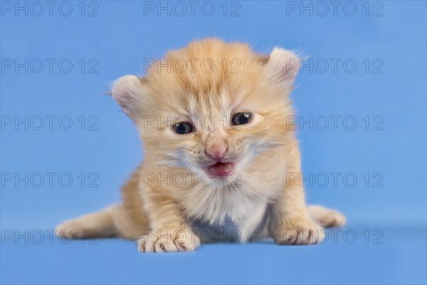 Breedcat American Curl (Felis silvestris catus)