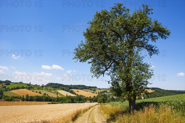 Grain fields