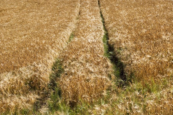 Grain field