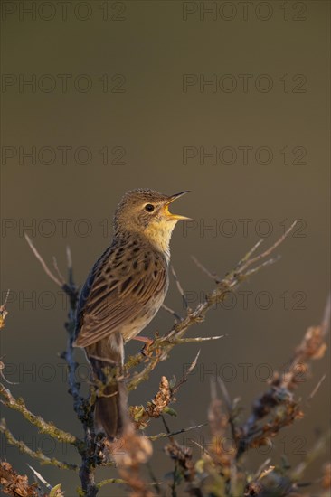 Common Grasshopper Warbler (Locustella naevia)