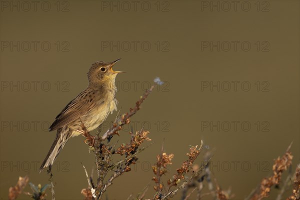 Common Grasshopper Warbler (Locustella naevia)