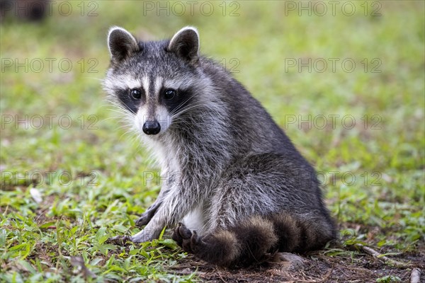 Raccoon (Procyon lotor) sits in a meadow