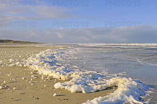 Foam of algae at the water edge of the North Sea