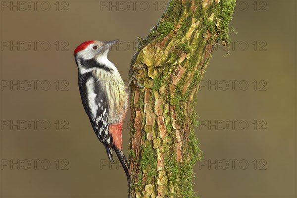 Middle spotted woodpecker (Dendrocopus medius)