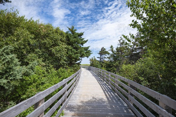 Wooden footbridge on dune trail