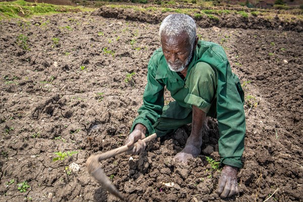 Elderly Ethiopian farmer uses a wooden hoe to tend to his fields