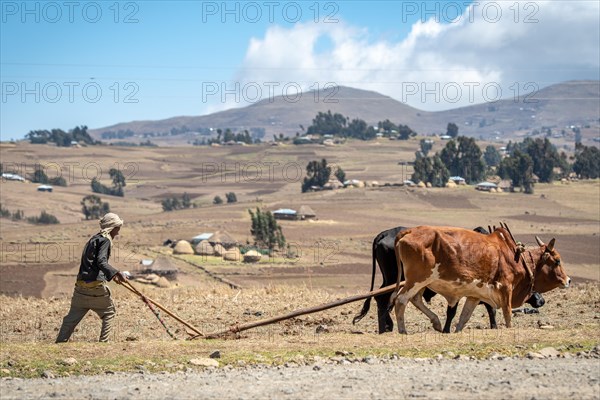 Ethiopian farmer uses a cattle drawn plough to tend to his fields