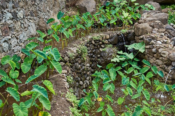 Cultivation of Yams (Dioscorea)