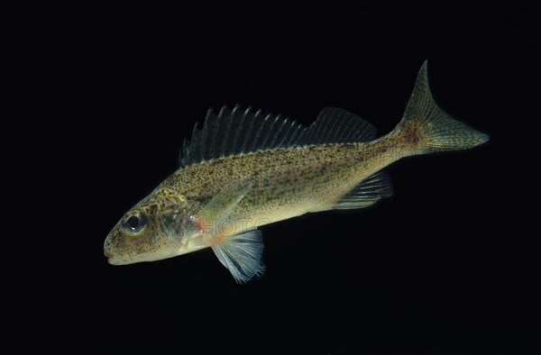 Eurasian ruffe (Gymnocephalus cernuus)