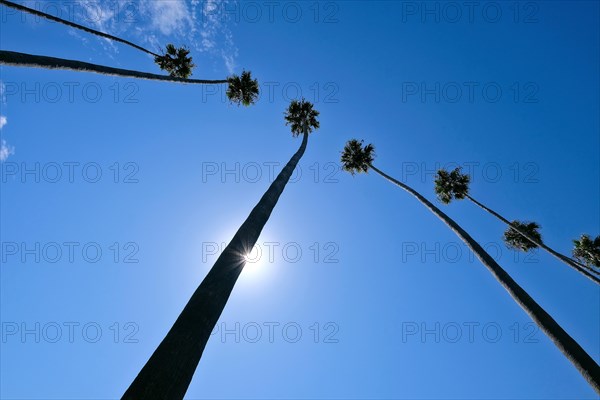 Palm trees and sun in front of a blue sky