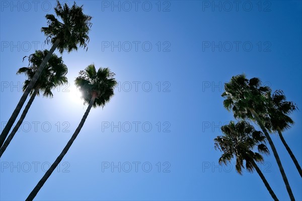Palm trees and sun in front of a blue sky