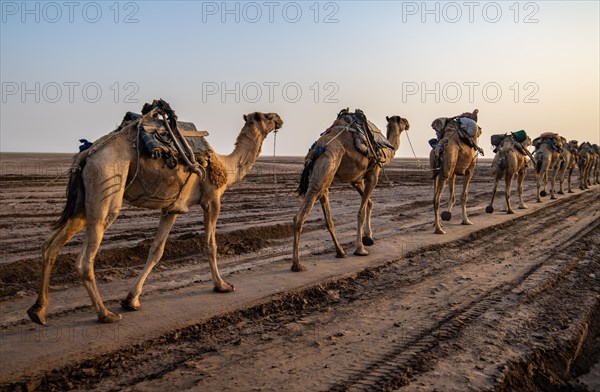 Caravan of dromedaries (Camelus dromedarius) in the Danakil Depression