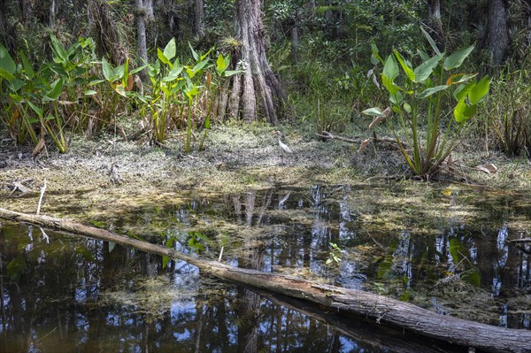 Bald Cypress trees (Taxodium distichum) in the swamp area