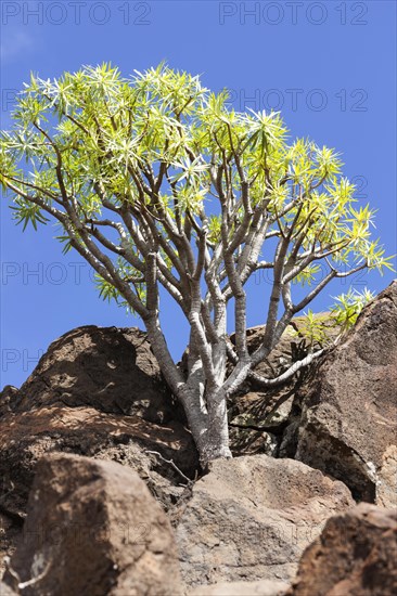 Dragon tree (Dracaena draco) between rocks