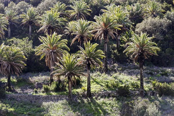 Canary Island date palms (Phoenix canariensis) after forest fire