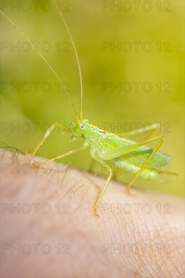 Southern oak bush cricket (Meconema meridionale) on a hand