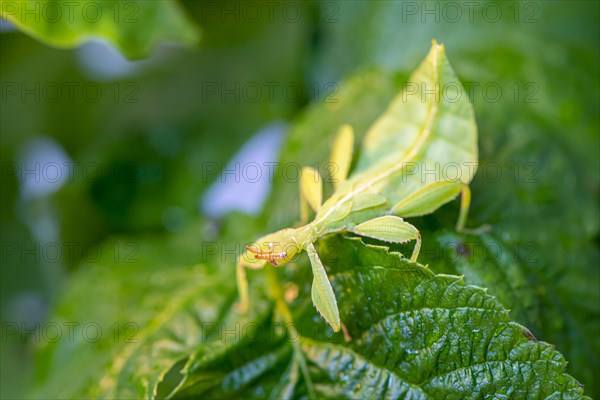 Leaf insect (Phyllium Bioculatum) on a leaf