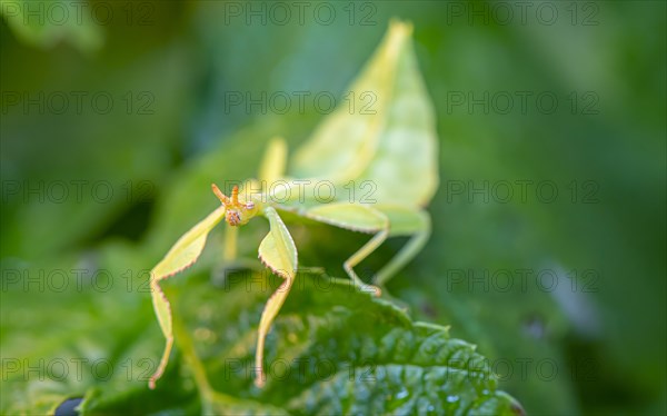 Leaf insect (Phyllium Bioculatum) on a leaf